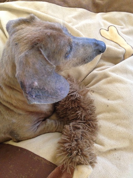 Entry image for Adam. Clicking this image will show a larger photo