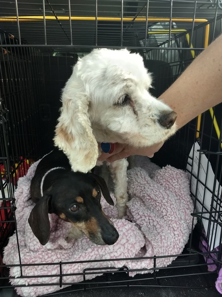 Entry image for Katie the Cocker Spaniel. Clicking this image will show a larger photo