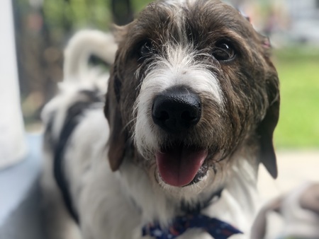 Entry image for Munchkin . Clicking this image will show a larger photo