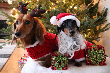 Entry image for Biscuit and Mooney. Clicking this image will show a larger photo