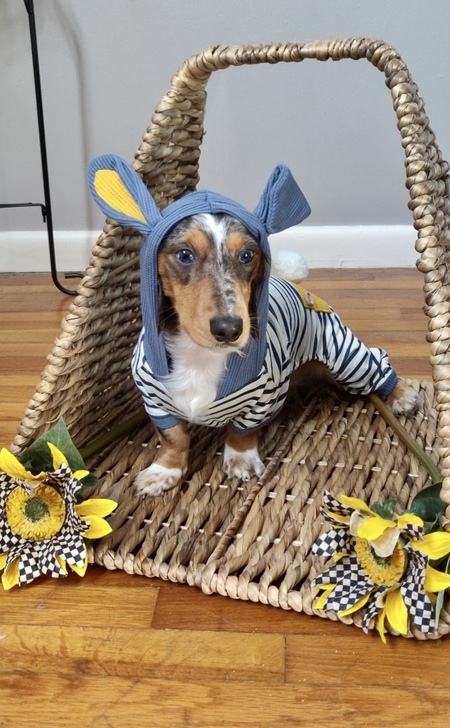 Entry image for Charlie. Clicking this image will show a larger photo