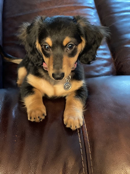 Entry image for Lexi Pearl. Clicking this image will show a larger photo