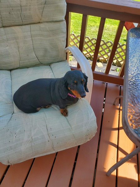 Entry image for Peanut. Clicking this image will show a larger photo