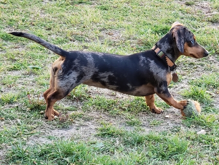 Entry image for Daphnie. Clicking this image will show a larger photo