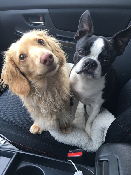 Entry image for Phoebe and Frankie. Clicking this image will show a larger photo