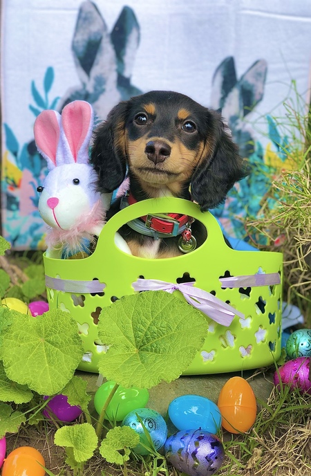 Entry image for Diva. Clicking this image will show a larger photo