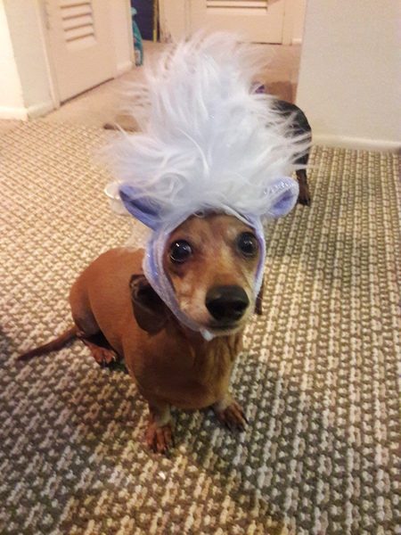 Entry image for Siggy. Clicking this image will show a larger photo