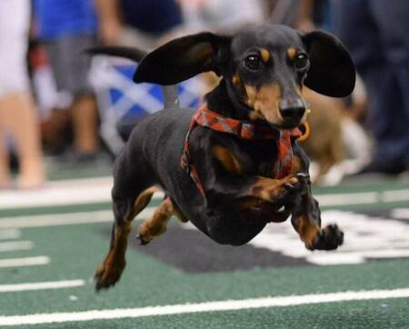 Entry image for Taffy. Clicking this image will show a larger photo