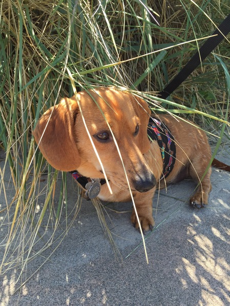 Entry image for Meyer. Clicking this image will show a larger photo