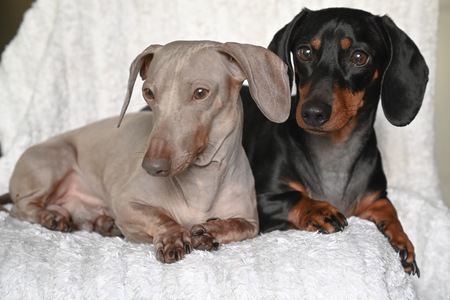 Entry image for Frank and Kylo. Clicking this image will show a larger photo