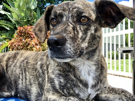 Entry image for Toby. Clicking this image will show a larger photo