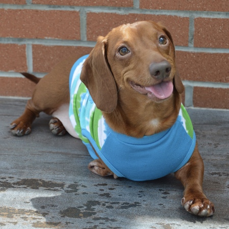 Entry image for Dachshund Dobby 3Paws. Clicking this image will show a larger photo
