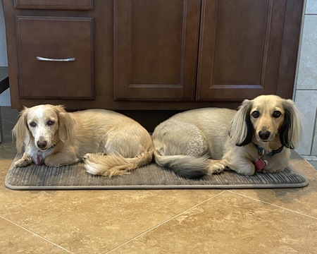 Entry image for Astro & Buster. Clicking this image will show a larger photo