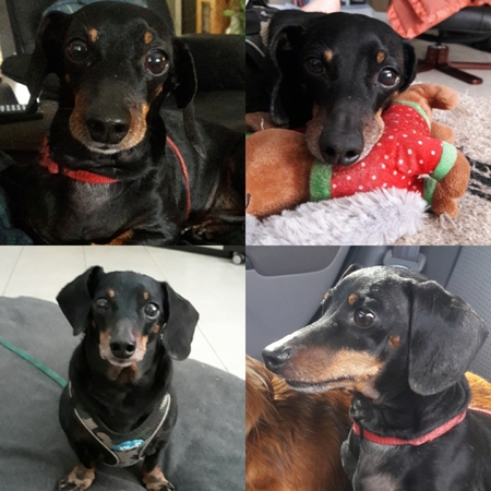 Entry image for TANQ aka Tankenstein. Clicking this image will show a larger photo