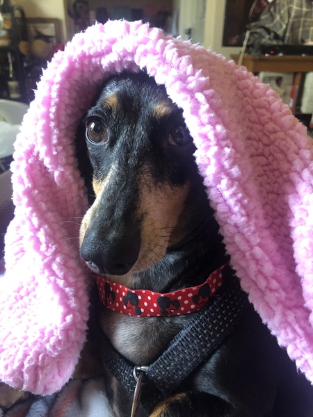 Entry image for Fancy . Clicking this image will show a larger photo