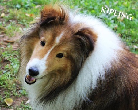 Entry image for Kipling. Clicking this image will show a larger photo