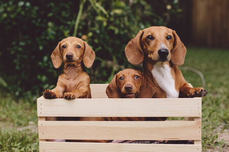 Entry image for Sadie, Bella & Remmy. Clicking this image will show a larger photo