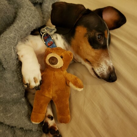 Entry image for Scooter. Clicking this image will show a larger photo