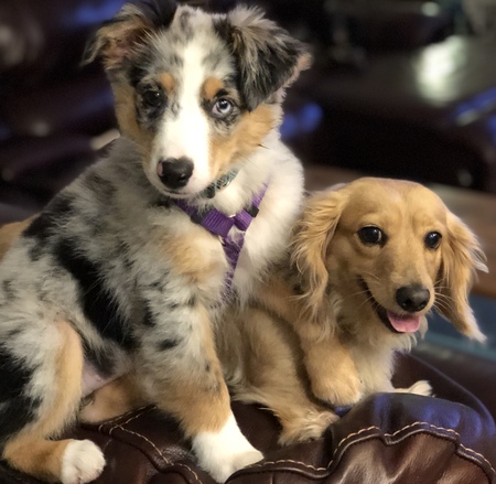 Entry image for Liza lu and Gypsy Rose. Clicking this image will show a larger photo