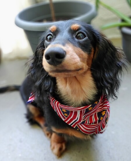 Entry image for Ripley. Clicking this image will show a larger photo