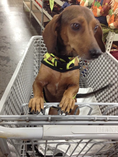 Entry image for Pumpkin. Clicking this image will show a larger photo