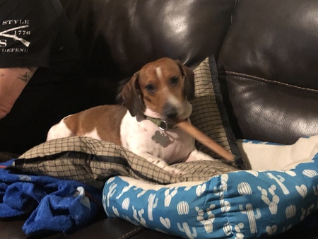 Entry image for Bodi. Clicking this image will show a larger photo