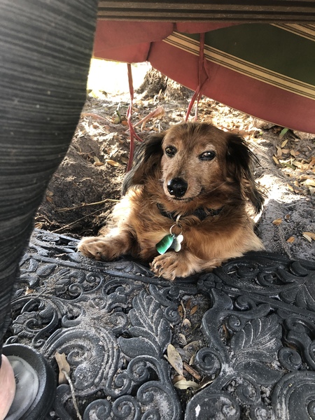 Entry image for Chopper. Clicking this image will show a larger photo