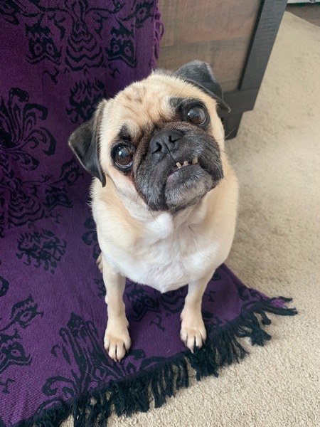 Louie