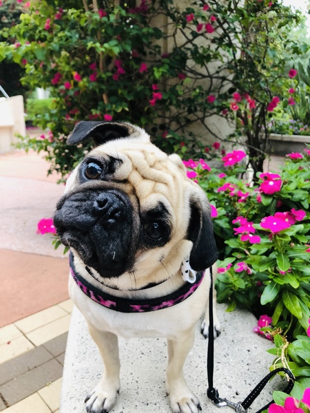 Lucy Lulubelle 