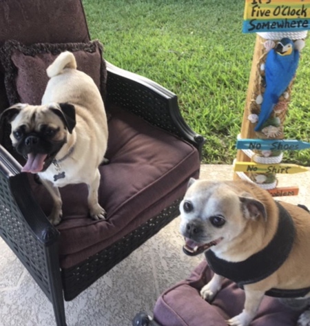 Bigsby and Bella