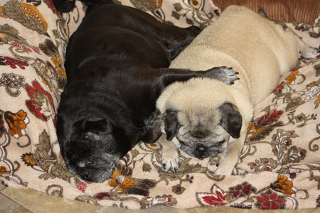 Doodles & Sweet Pea