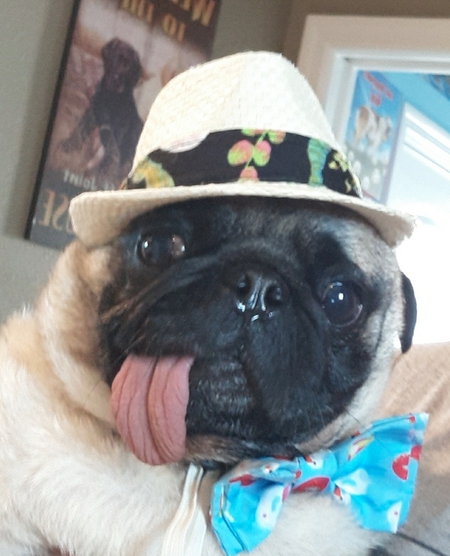 Pugsley