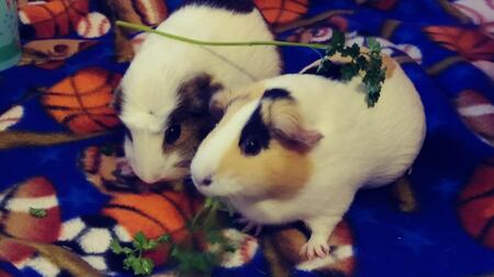 Nugget and Peaches