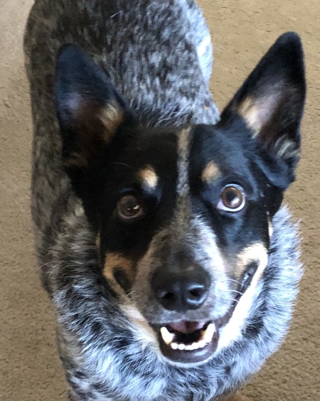 roscoe