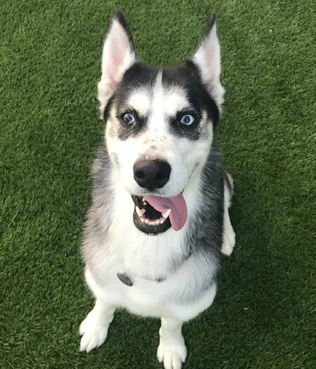 Koda