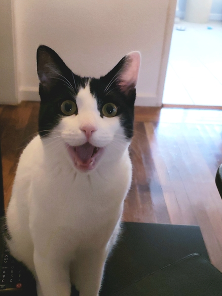 Loki