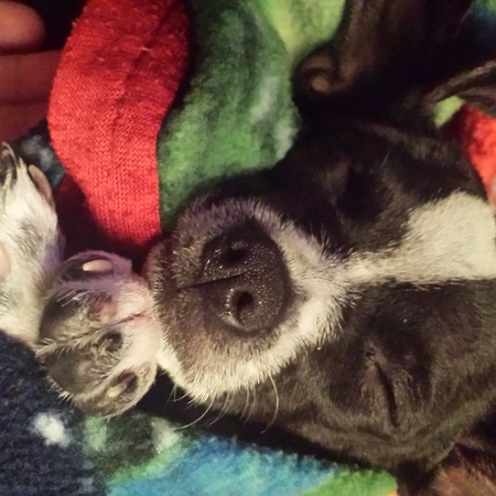 Piper