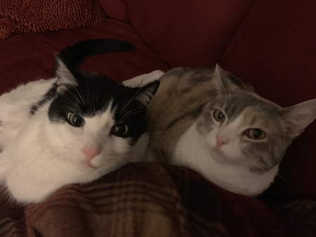 Oreo and Josie