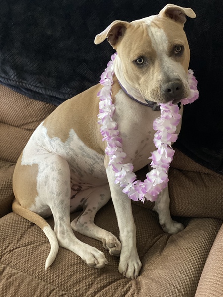 Shaka Kona Laka