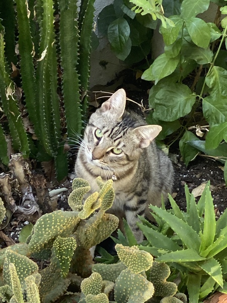 Archie