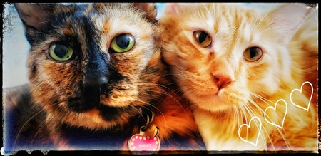 Pocky & Mogwai