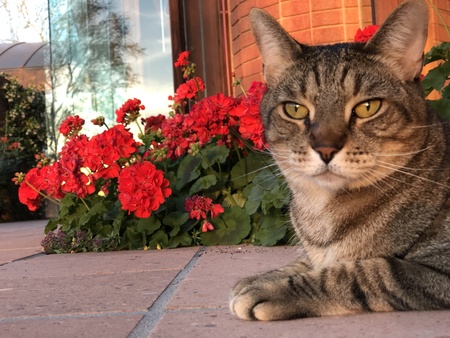 Rocky