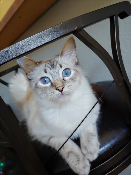 Sophie