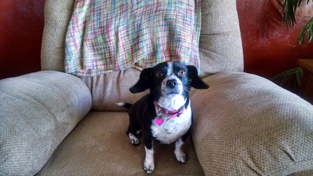 Daisy