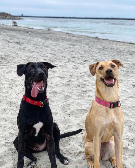 Rascal & Nala