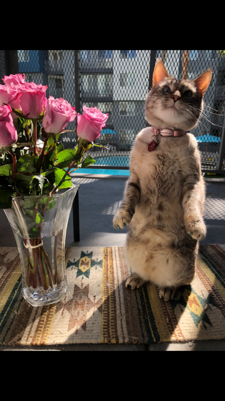 Nala