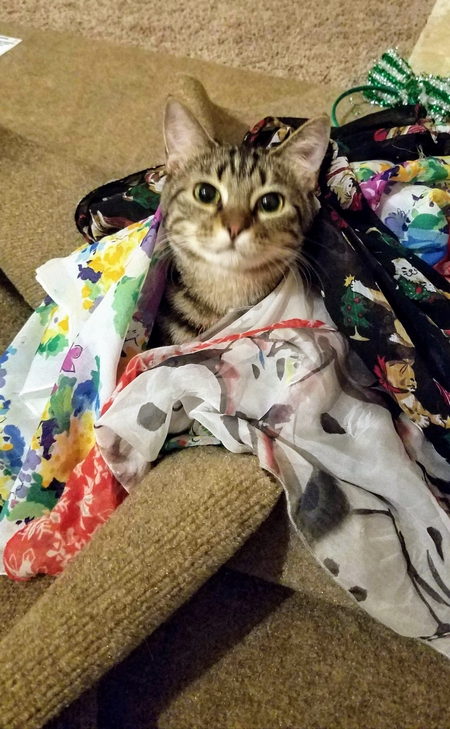 Stella