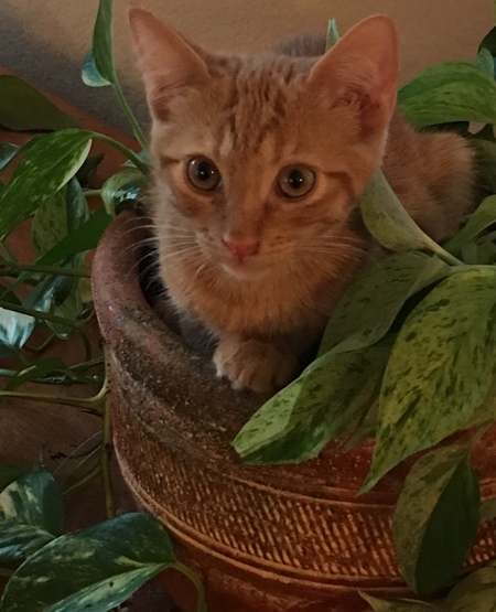 Rusty