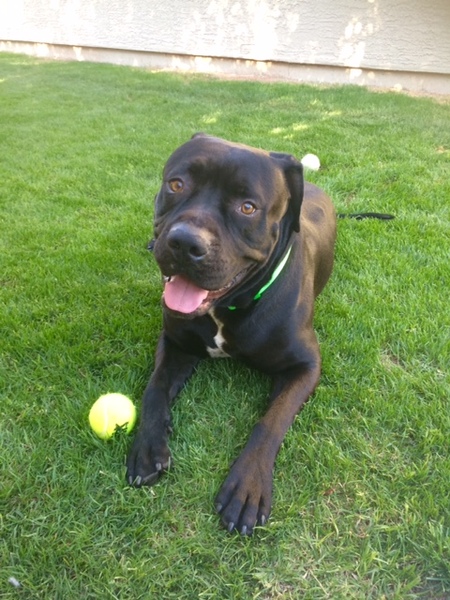 Vader