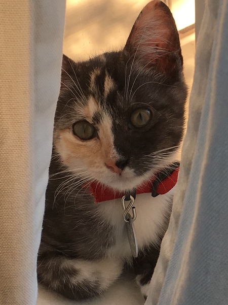 Lacey